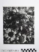 黃則修攝澎湖縣花天人菊藏品圖，第1張