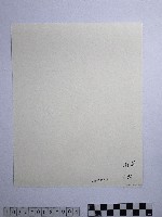 黃則修攝澎湖縣花天人菊藏品圖，第2張