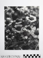 黃則修攝澎湖縣花天人菊藏品圖，第1張