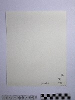 黃則修攝澎湖縣花天人菊藏品圖，第2張