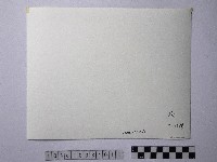 黃則修攝牛群藏品圖，第2張