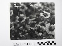 黃則修攝澎湖縣花天人菊藏品圖，第1張