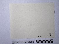 黃則修攝澎湖縣花天人菊藏品圖，第2張