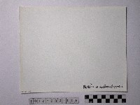 黃則修攝野柳地景藏品圖，第2張