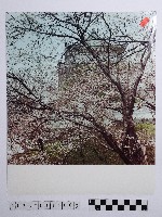 黃則修攝櫻花景緻藏品圖，第1張