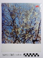 黃則修攝櫻花藏品圖，第1張