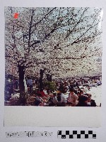 黃則修攝櫻花樹下賞櫻人群藏品圖，第1張