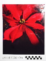 黃則修攝聖誕紅藏品圖，第1張