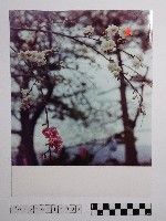 黃則修攝櫻花藏品圖，第1張