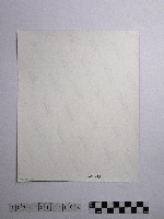 黃則修攝澎湖薊草藏品圖，第2張