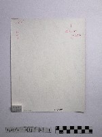 黃則修攝鬱金香1藏品圖，第2張