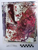 黃則修攝花朵系列照片藏品圖，第1張