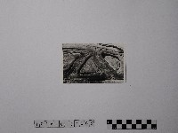 黃則修攝野柳地景藏品圖，第1張