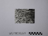 黃則修攝野柳地景風化紋藏品圖，第1張