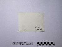 黃則修攝野柳地景風化紋藏品圖，第2張