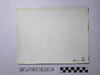 黃則修攝野柳地景風化紋藏品圖，第2張