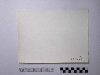 黃則修攝野柳地景風化紋藏品圖，第2張