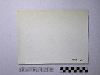 黃則修攝野柳地景風化紋藏品圖，第2張