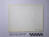 黃則修攝野柳地景風化紋藏品圖，第2張