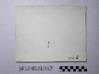 黃則修攝野柳地景風化紋藏品圖，第2張