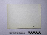 黃則修攝野柳地景風化紋藏品圖，第2張