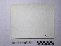 黃則修攝野柳地景風化紋藏品圖，第2張