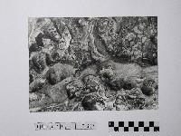 黃則修攝野柳地景風化紋藏品圖，第1張