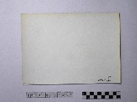 黃則修攝野柳地景風化紋藏品圖，第2張