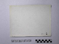 黃則修攝野柳地景藏品圖，第2張