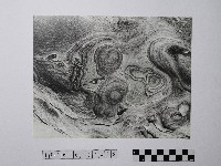 黃則修攝野柳地景藏品圖，第1張