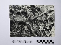 黃則修攝野柳地景藏品圖，第1張