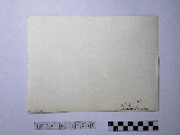 黃則修攝野柳地景藏品圖，第2張