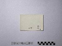 黃則修攝野柳地景藏品圖，第2張