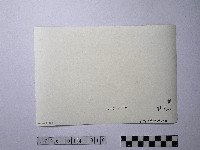 黃則修攝野柳地景仙女鞋藏品圖，第2張
