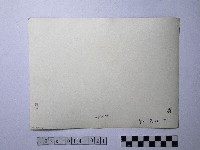 黃則修攝野柳地景燭臺石藏品圖，第2張