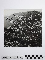 黃則修攝開花的樹木藏品圖，第1張