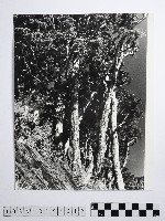 黃則修攝高山風情藏品圖，第1張