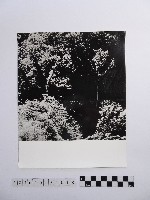 黃則修攝高山風情藏品圖，第1張