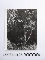 黃則修攝高山風情藏品圖，第1張