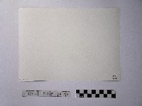 黃則修攝開花的樹木藏品圖，第2張
