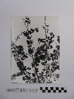 黃則修攝開花的樹木藏品圖，第1張