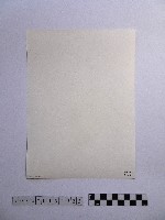 黃則修攝開花的樹木藏品圖，第2張
