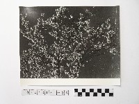 黃則修攝開花的樹木藏品圖，第1張