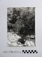 黃則修攝高山風情藏品圖，第1張