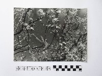 開花的樹木藏品圖，第1張