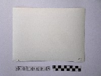 開花的樹木藏品圖，第2張