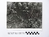 黃則修攝開花的樹木藏品圖，第1張