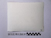 黃則修攝開花的樹木藏品圖，第2張