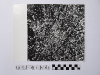 黃則修攝開花的樹木藏品圖，第1張