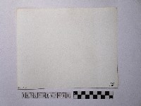 黃則修攝開花的樹木藏品圖，第2張